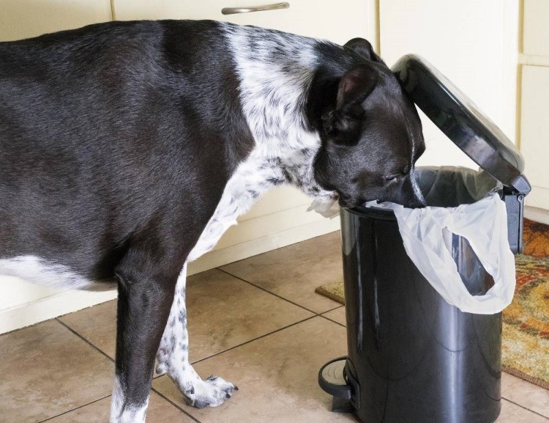 علت پانکراتیک در سگها چیست ؟ | petlink 
