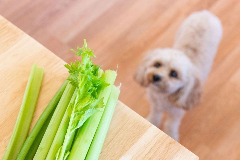 آیا سگ کرفس میخورد؟ |petlink 