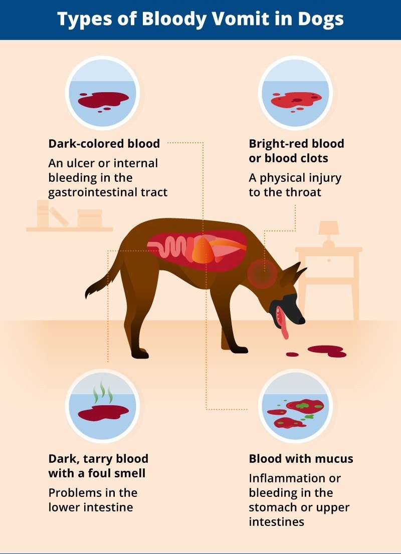 dog hematemesis | petlink.ir