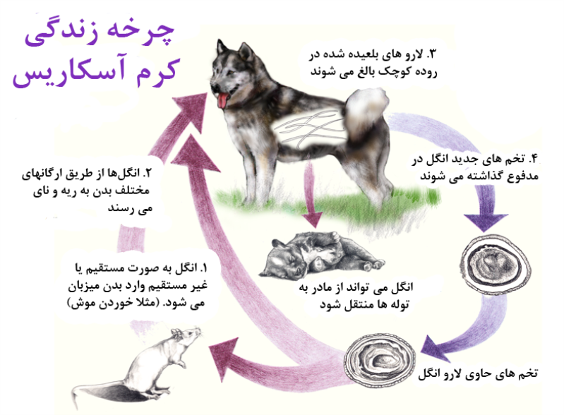 انتقال کرم آسکاریس از سگ به انسان | پت لینک 