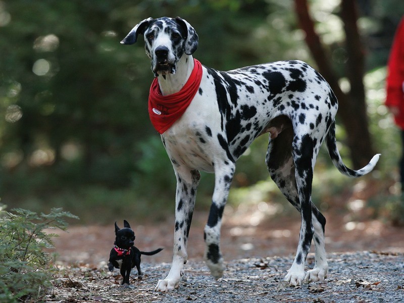 عکس نژاد سگ great dane | پت لینک 