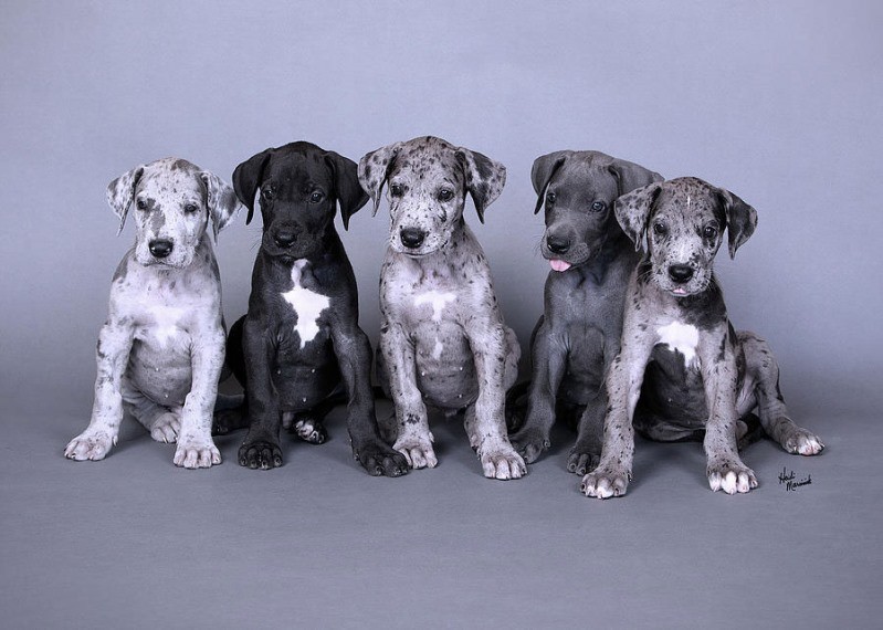 عکس توله گریت دین Great Dane | پت لینک  