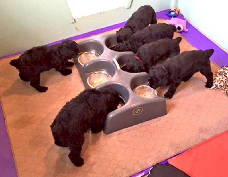 تغذیه سگ Black Russian Terrier | بهترین نژاد سگ روسی