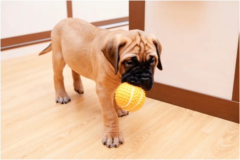 بازی های مورد علاقه ی bullmastiff | نژاد سگ ها