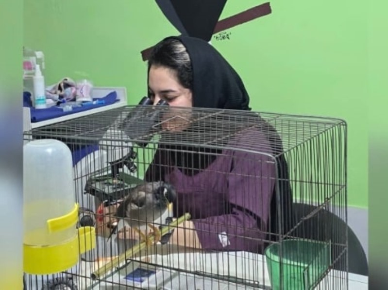 متخصص پرندگان در قائمشهر مازندران | کلینیک تخصصی پرندگان مازندران