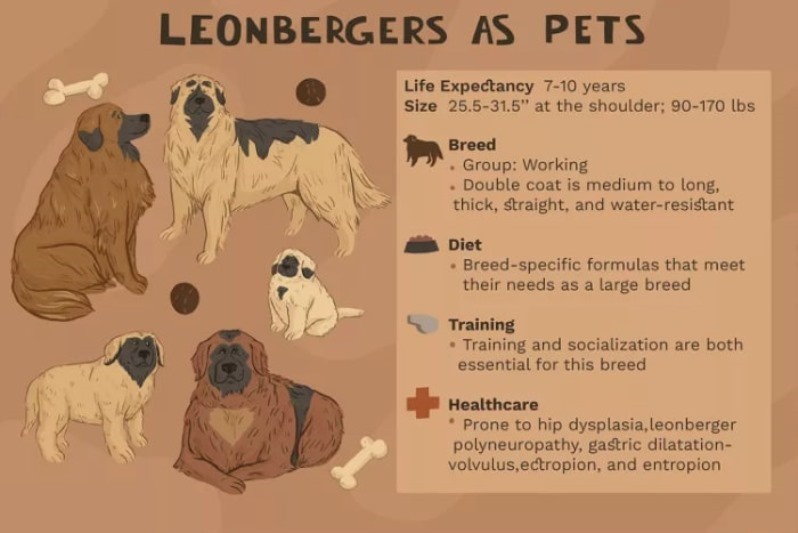 تغذیه ی سگهای نژاد Leonberger | نژاد سگ های بزرگ