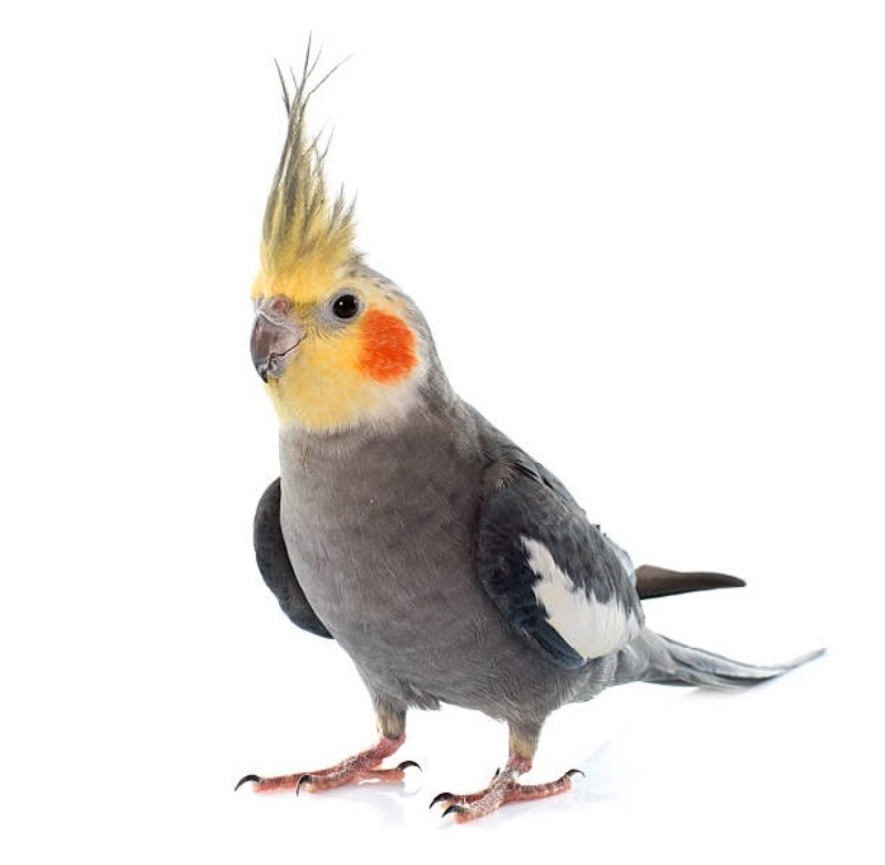 عروس هلندی خاکستری / معمولی یا  Normal grey Cockatiel |عکس عروس هلندی خاکستری 