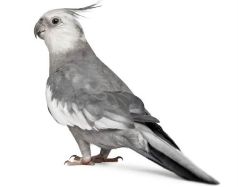 عکس عروس هلندی صورت سفید یا وایت فیس   White Faced Cockatiel   