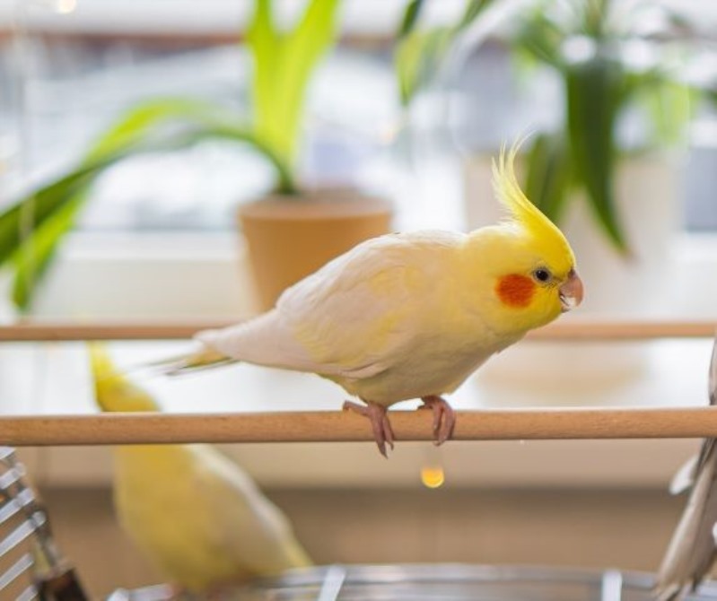 عکس عروس هلندی لوتینو Lutino Cockatiel 
