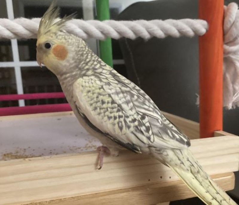 عکس عروس هلندی گلباقالی / مرواریدی یا  Pearl Cockatiel