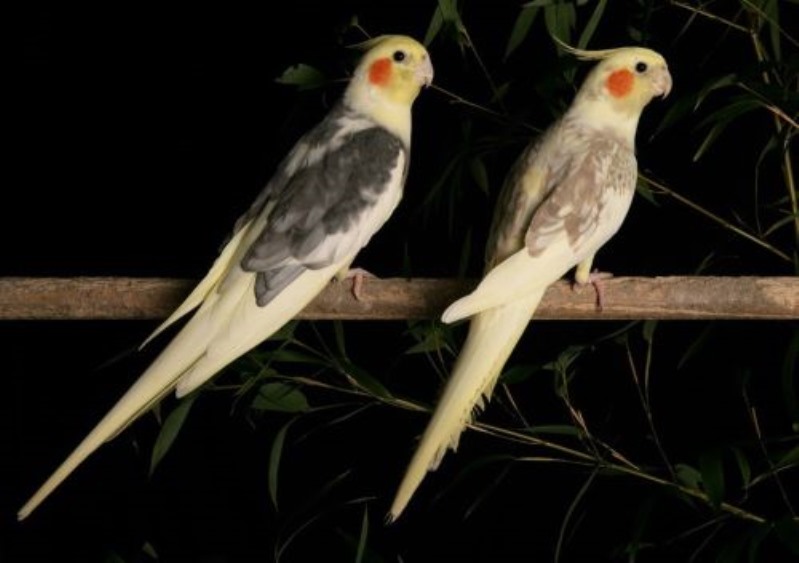 نژاد عکس عروس هلندی ابلق Pied Cockatiel