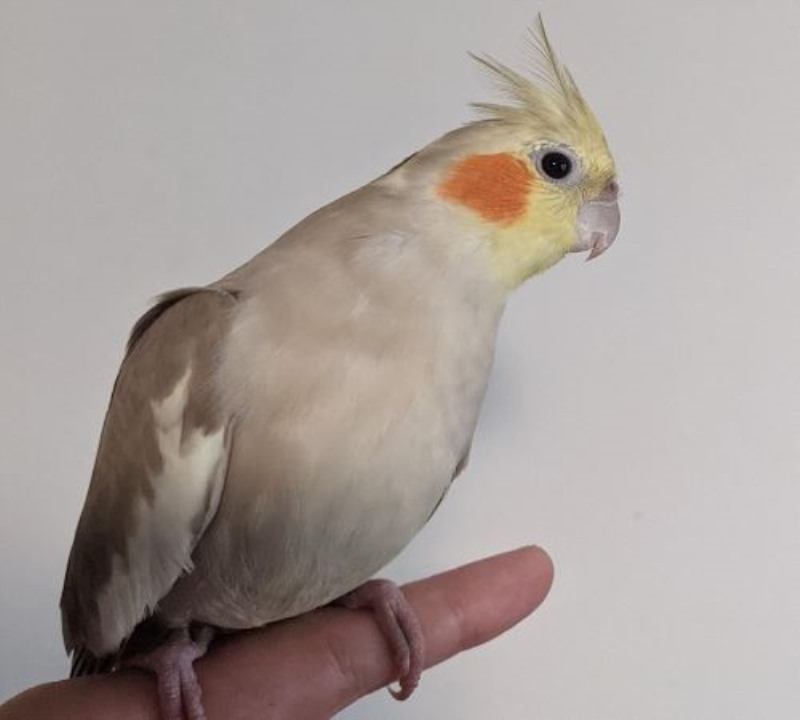 عکس عروس هلندی دارچینی ایزابلا/ سینامون یا  Cinnamon Cockatiel