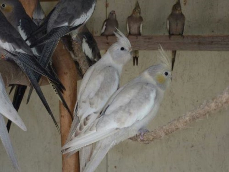 عکس عروس هلندی نقره ای Silver Cockatiel