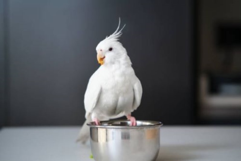 عکس عروس هلندی آلبینو Albino Cockatiel