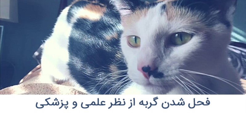 فحل گربه از نظر علمی و پزشکی | پریودی گربه 
