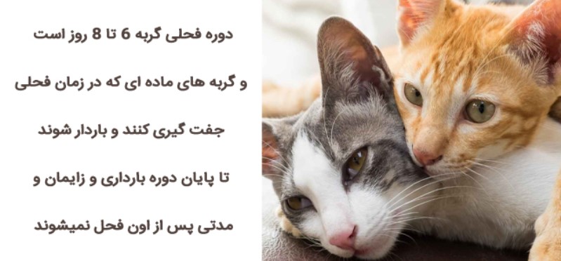 مراقبت های زمان فحل گربه | چگونه گربه ماده فحل شده را آرام کنیم