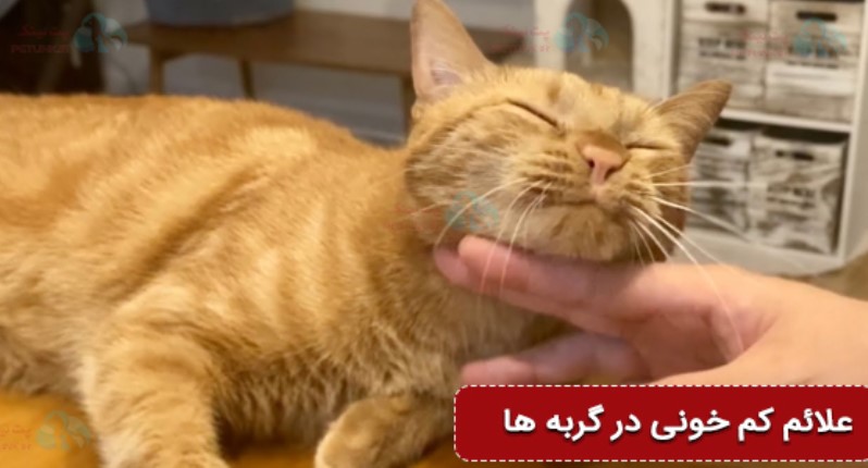 علائم بالینی کم خونی گربه | درمان خانگی کم خونی گربه