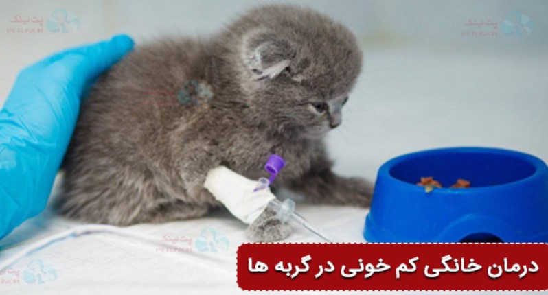 درمان خانگی کم خونی گربه | روشهای درمان خانگی در پت لینک 