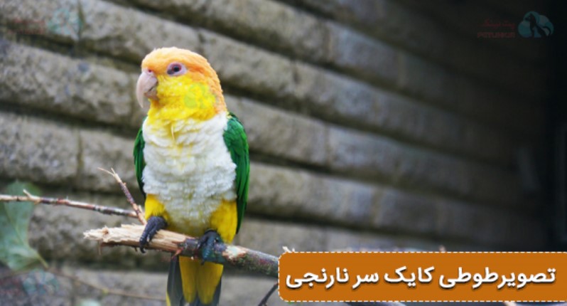 عکس طوطی کایک سر نارنجی | اشنایی با کایک