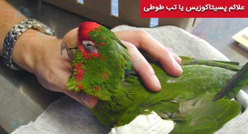 علائم بیماری تب طوطی یا پسیتاکوزیس در پرنده ها 