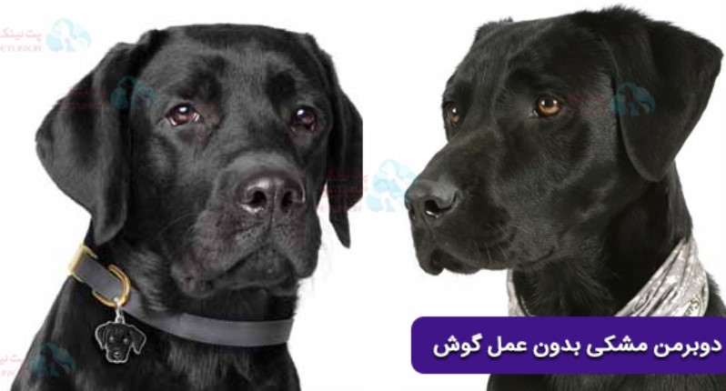 دوبرمن مشکی قبل از عمل زیبایی گوش سمت راست نژاد امریکایی و سمت چپ نژاد دوبرمن اروپایی