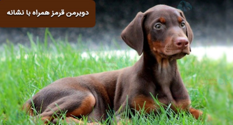 عکس دوبرمن قرمز همراه بانشانه های بالای چشم، روی شانه