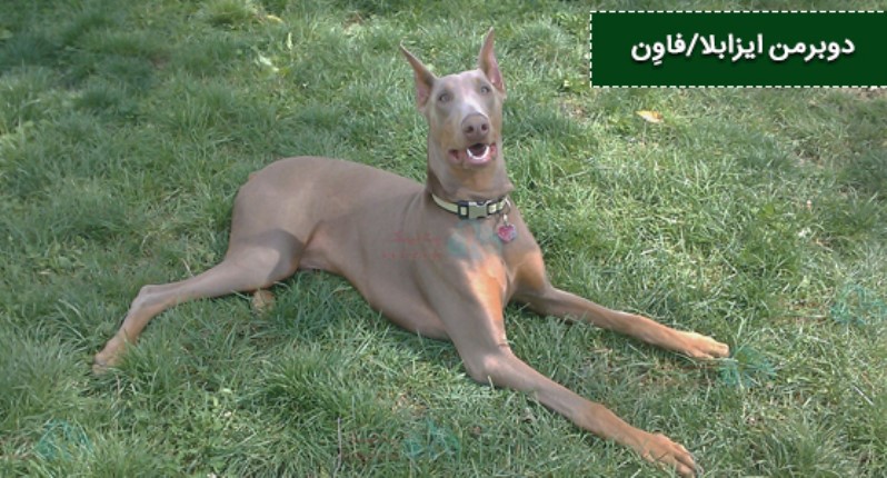 ایزابلا/فاوِن (Isabella/Fawn) یک رنگ برنزه روشن یا خاکستری مایل به قهوهای رقیق شده از قرمز (بسیار نادر).