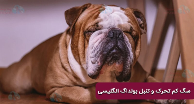 تنبل ترین سگ دنیا 1- بولداگ انگلیسی English Bulldog | سگ تنبل