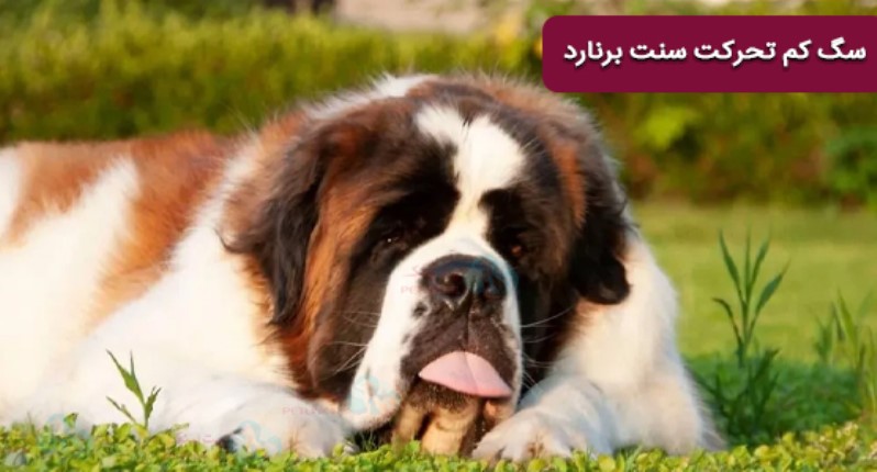 سگ تنبل و سگ ارام سنت برنارد sain bernard