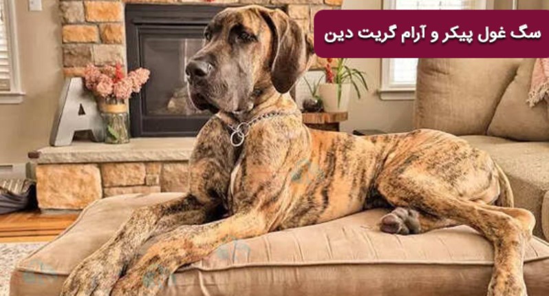 سگ غول پیکر ولی آرام و کم تحرک گریت دین