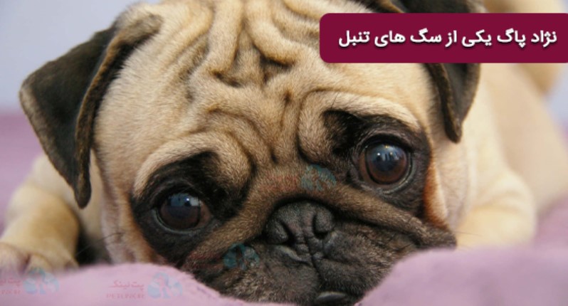 تنبل ترین سگ دنیا پگ / پاگ (Pug) | سگ تنبل