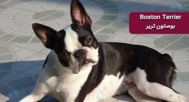 بوستون تریر - Boston Terrier و سندروم تنفسی براکیسفالیک در سگ ها