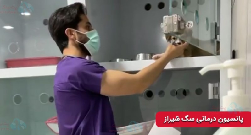 پانسیون درمانی دامپزشکی فروردین در شیراز | پانسیون سگ شیراز