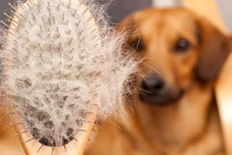 انواع و درمان خارش و ریزش موی سگ | petlink