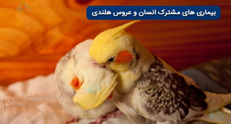 بیماری های مشترک عروس هلندی و انسان
