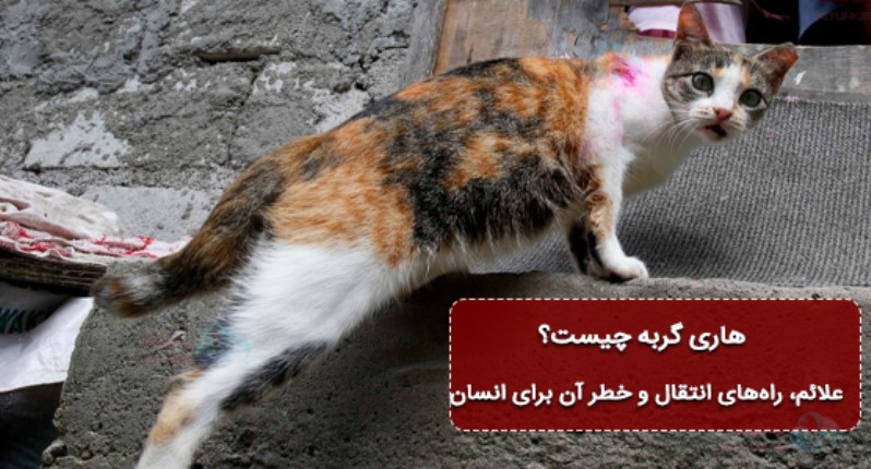 هاری در گربه ها و انتقال آن به انسان و خطرات آن برای انسان