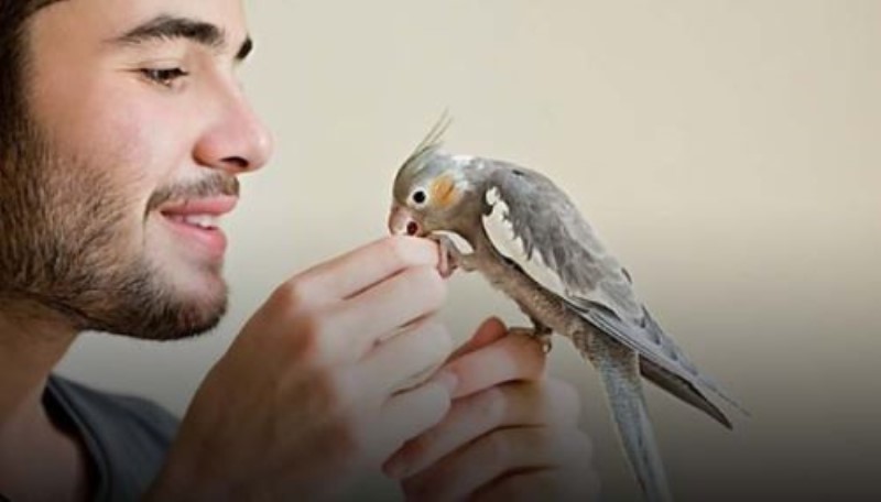 جای پرنده در قفسِ و نباید بیرون بیاد | مضرات نگهداری پرنده در خانه