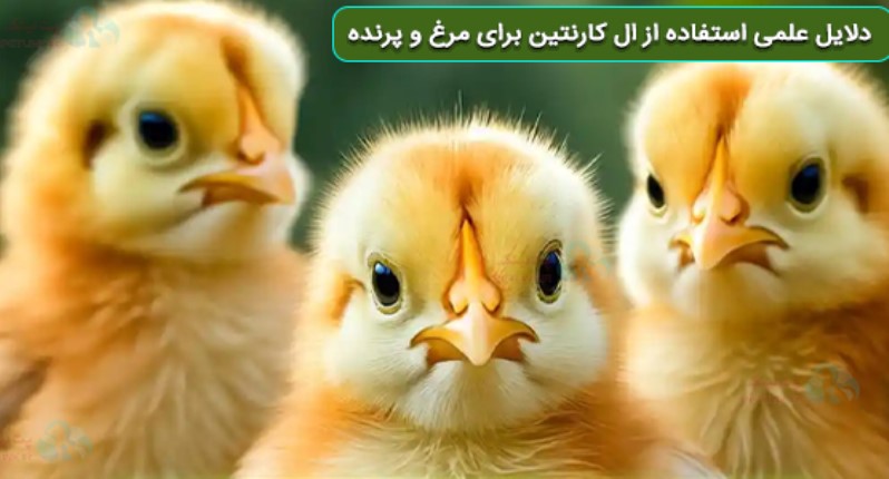 ال کارنیتین برای مرغ | دلایل علمی استفاده از ال کارنتین برای مرغ و پرنده