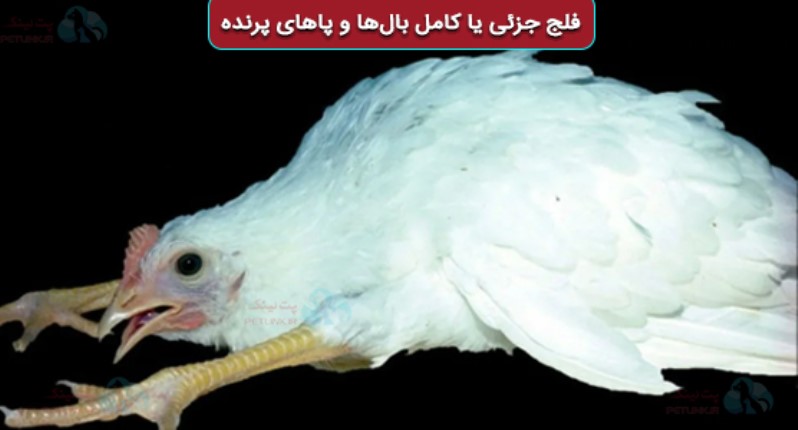 فلج بال و پای مرغ در بیماری نیوکاسل | علائم عصبی فلج گردن مرغ