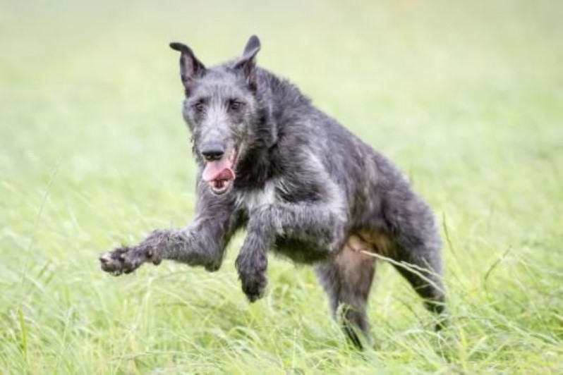 بازی های مورد علاقه ی Scottish Deerhound | سگ های غول پیکر