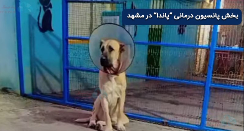 پانسیون حیوانات خانگی پاندا در مشهد | پانسیون نگهداری از حیوانات مشهد