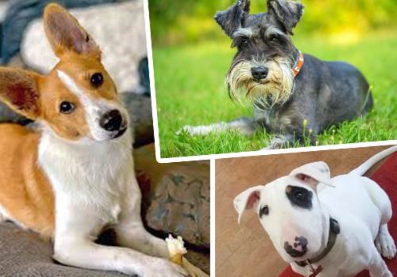 نژاد شجاع و سرسخت سگهای تریر (Terriers)