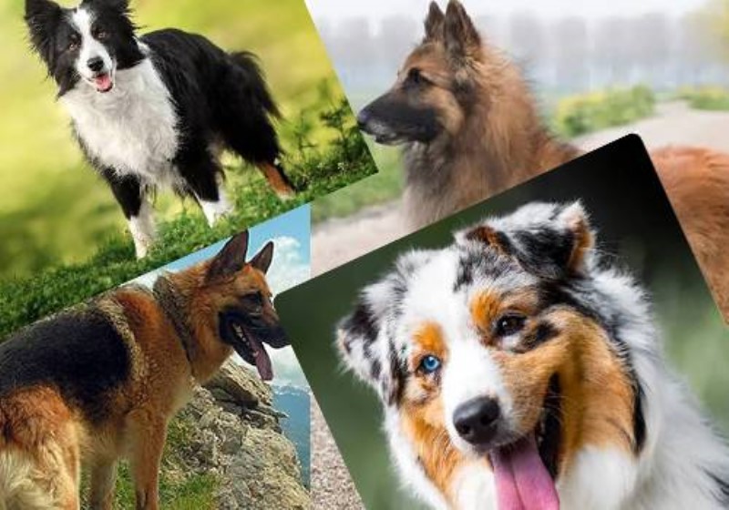 سگهای گله و سگهای گاوچران (Herding and Cattle Dogs)
