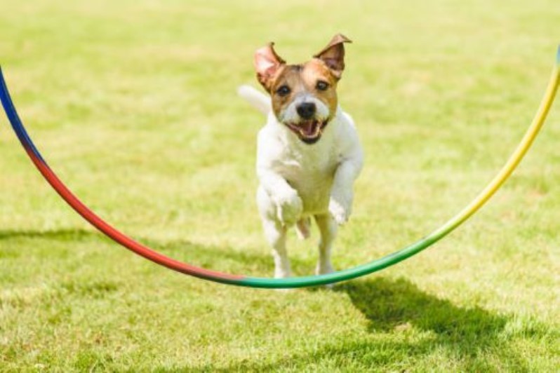 بازی هولاهوپ برای سگ یا پرش از حلقه ( Hula hoop )