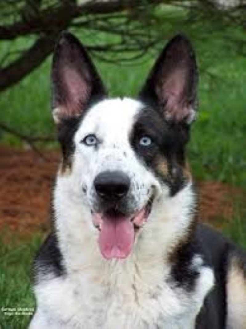 ژرمن شپرد پاندایی (Panda German Shepherd)