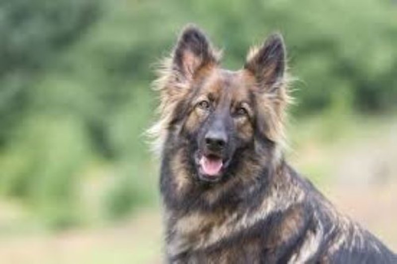 ژرمن شپرد &laquo;سیبل&raquo; (Sable German Shepherd) | پت لینک بانک جامع دامپزشکی 