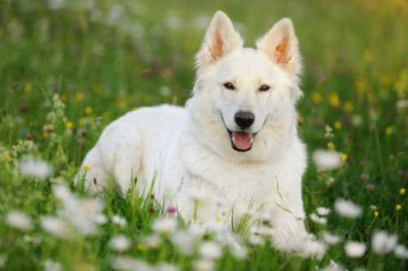 ژرمن شپرد سفید (White German Shepherd) | انواع نژاد ژرمن 
