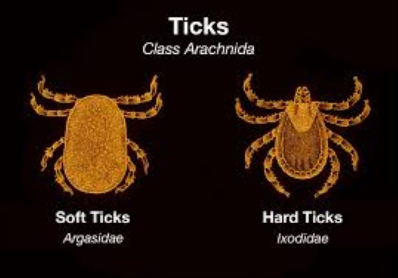 عکس تفاوت کنه نرم و کنه سخت - soft ticks vs hard ticks