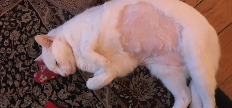سرطان پستان در گربهها (Feline Mammary Adenocarcinoma) | سرطان گربه