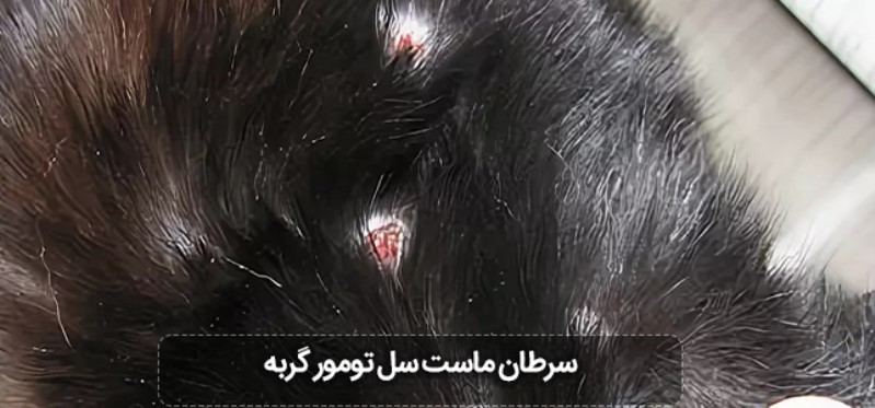 سرطان Feline Mast Cell Tumor ماست سل تومور در گربه ها